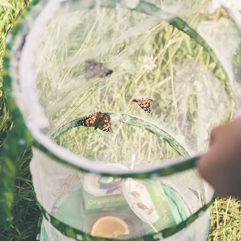 Bug-Or-Butterfly-Spotting-In-Safe-Outdoor-Spaces