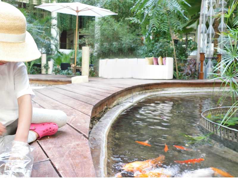 Cozy-Koi-Pond-Backyard-Setup.