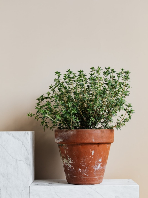 Decorating-Plain-Terracotta-Pots-With-Summer-Paint-Patterns-and-Herbs-for-a-Windowsill-Display