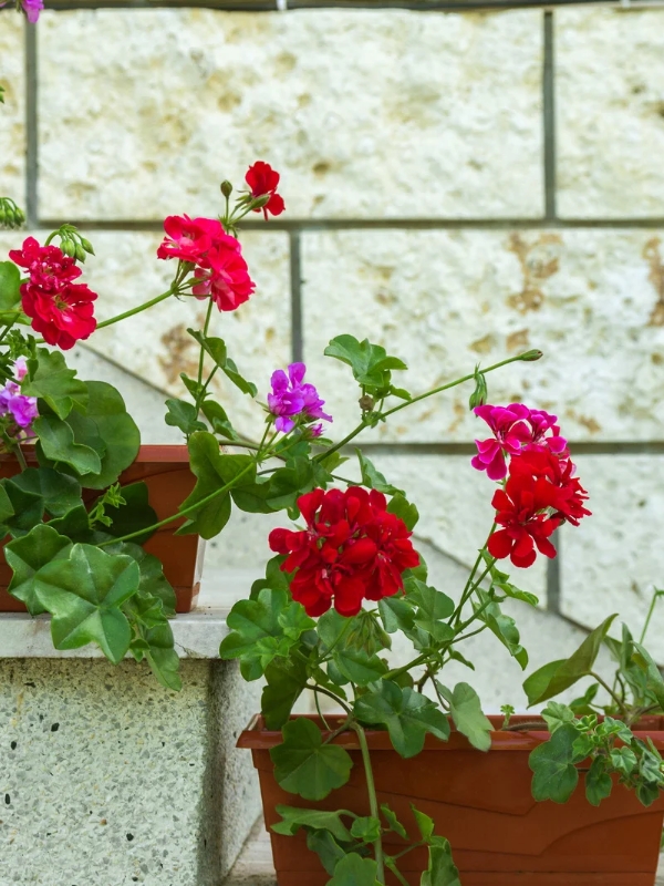 Line-Your-Porch-Steps-With-Painted-Terracotta-Pots-Planted-With-Red-White-and-Blue-Blooms