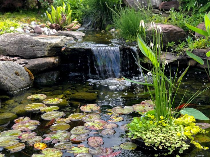 Simple-Pond-With-Floating-Plants-DIY-Ponds-Backyard