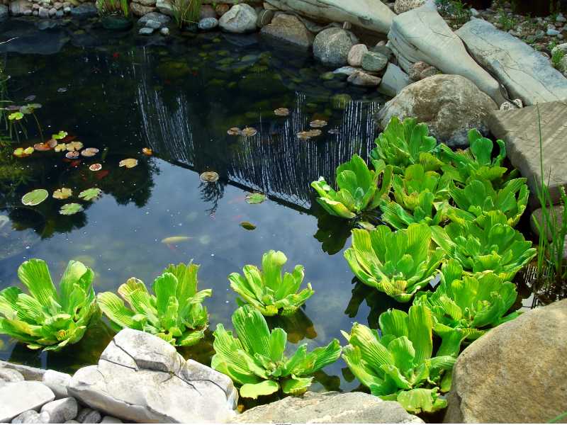 Why-DIY-Ponds-Make-a-Backyard-Feel-So-Peaceful-and-Cozy