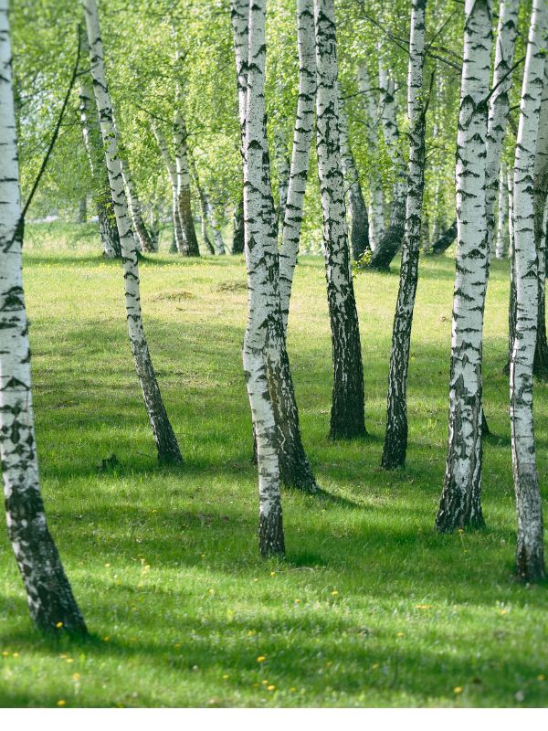 sunlit-grove-of-birch-trees