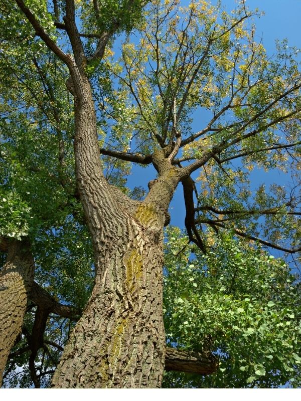 Poplar-wood-suitable-for-wood-burning-craft-ideas